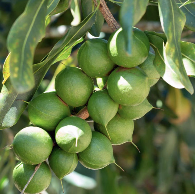 Rows of macadamia trees on the slopes of Hillside Group